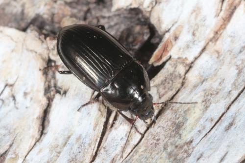 Amara lunicollis